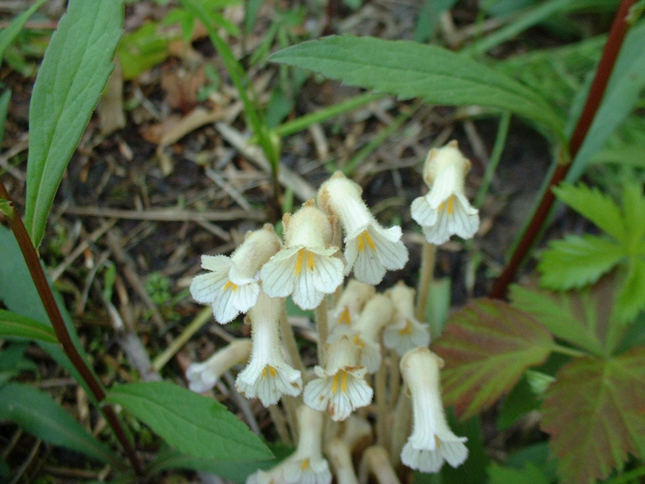Orobanche uniflora
